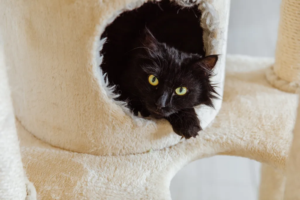 Cat Leva likes the new coworking